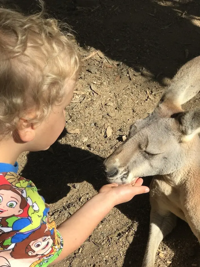 image - currumbin bird sanctuary kangaroo feeding