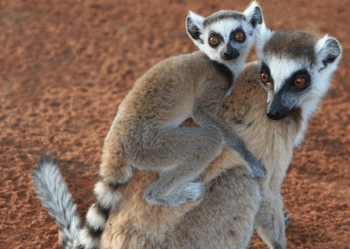 image -lemurs at currumbin sanctuary pic