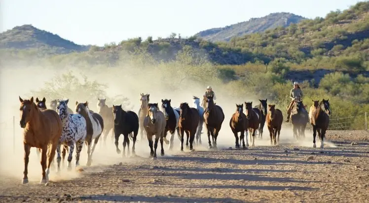 image - rancho de los cabaleros arizona