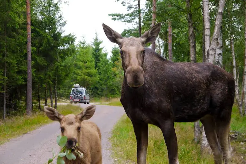 image - smalandet moose safari