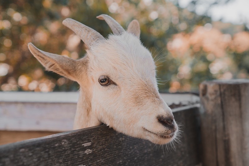 image - baby petting zoo by kaleb-tapp