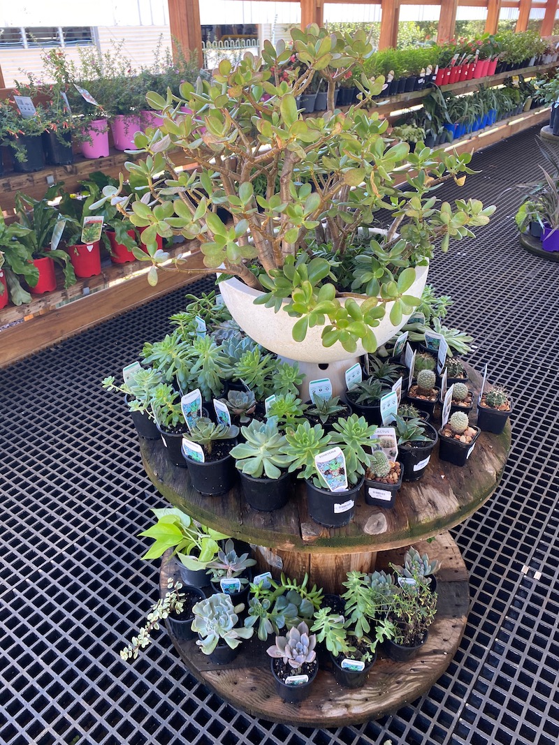 image - summerland house farm shop succulents