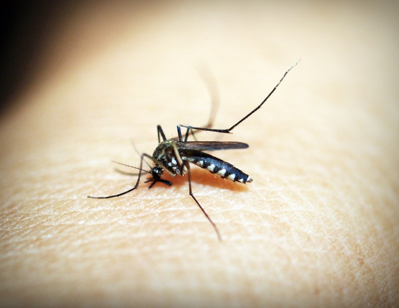 image - mosquito by pexels