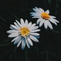 image - daisy header for edible flowers australia