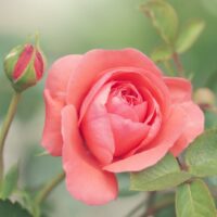 image - edible rose flowers by shannon-ferguson
