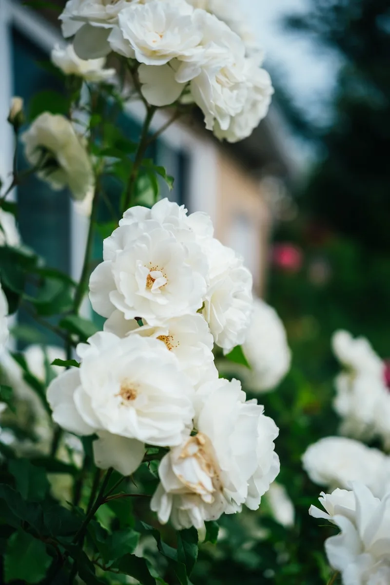 image - rose bush by tyler-davis-