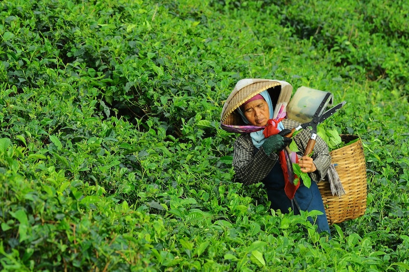 image - chatime tea leaves