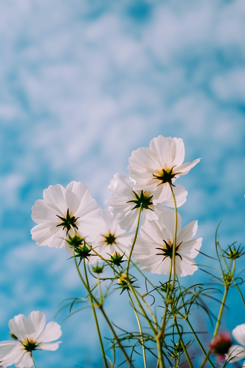 image- spring flowers by mink-mingle