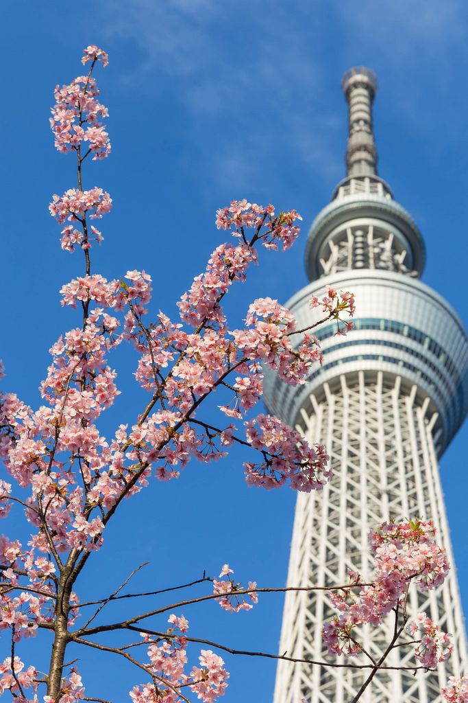 image - tokyo-skytree-with-sakura by marco verch