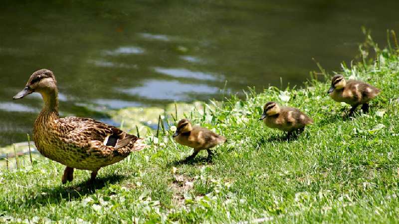 image - follow the leader ducks trampoline